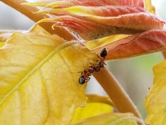 Crematogaster pilosa