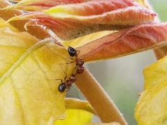 Crematogaster pilosa