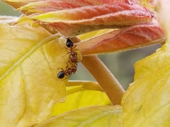 Crematogaster pilosa