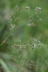 Gypsophila altissima
