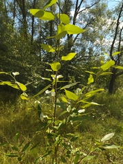 Populus simonii