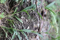 Gypsophila altissima