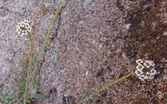 Lobularia maritima maritima