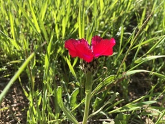 Centaurea tchihatcheffii