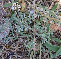 Lobularia maritima maritima