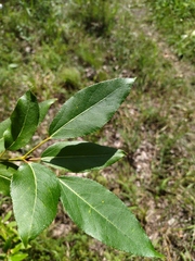 Populus simonii
