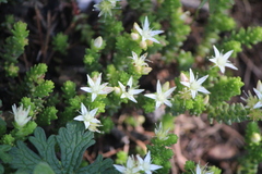 Sedum moranense