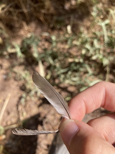 Plume de Mésange noire