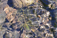 Hippuris vulgaris