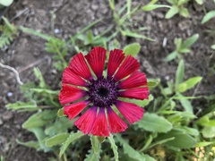 Centaurea tchihatcheffii