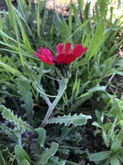 Centaurea tchihatcheffii