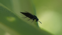 Elasmus