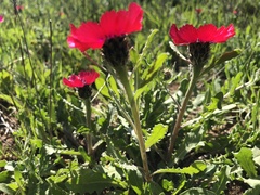 Centaurea tchihatcheffii