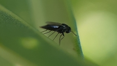 Elasmus