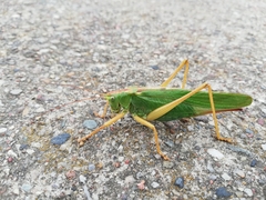Tettigonia viridissima
