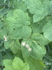 Rubus parviflorus