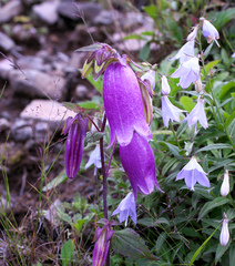 Campanula punctata hondoensis