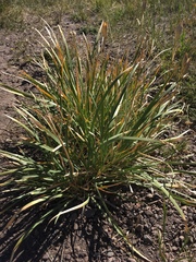Iris missouriensis