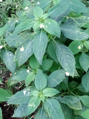 Impatiens parviflora