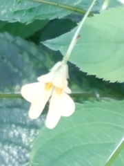 Impatiens parviflora