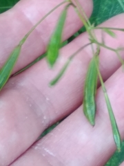 Impatiens parviflora