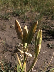 Iris missouriensis