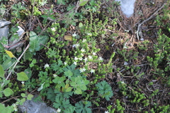 Sedum moranense