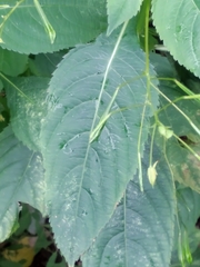 Impatiens parviflora