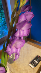 Gladiolus × hortulanus