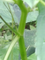 Impatiens parviflora