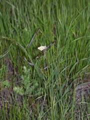 Melica imperfecta