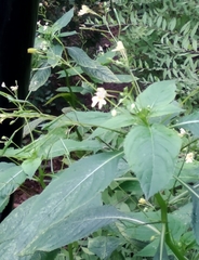 Impatiens parviflora