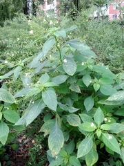Impatiens parviflora