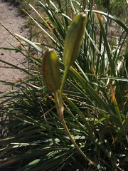 Iris missouriensis
