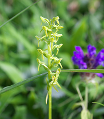 Platanthera tipuloides