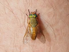 Silvius alpinus