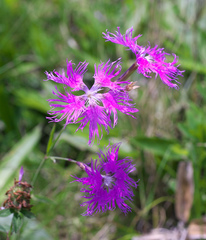 Dianthus superbus superbus