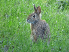 Sylvilagus floridanus