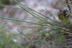 Allium rubens