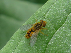 Parhelophilus laetus