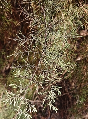 Tamarix africana