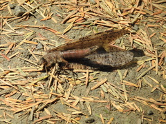 Dysmicohermes disjunctus