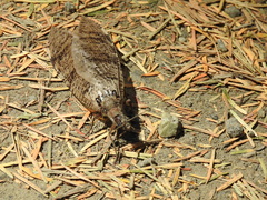 Dysmicohermes disjunctus