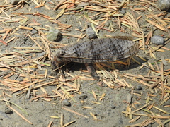 Dysmicohermes disjunctus