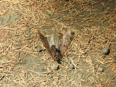 Dysmicohermes disjunctus