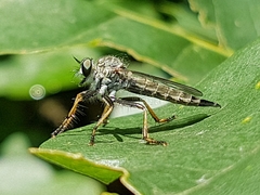 Neomochtherus geniculatus
