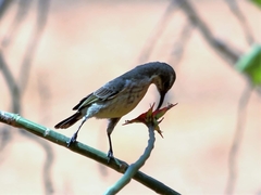 Anthreptes orientalis