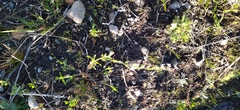 Silene gallica gallica