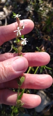 Silene gallica gallica