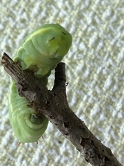 Callosamia angulifera